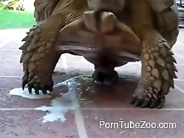 zoo Porn biz
