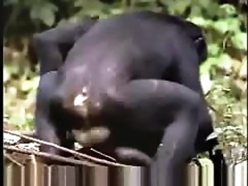 Anal Orgasm zoo